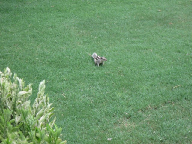 something squirrel like
