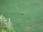 something squirrel like