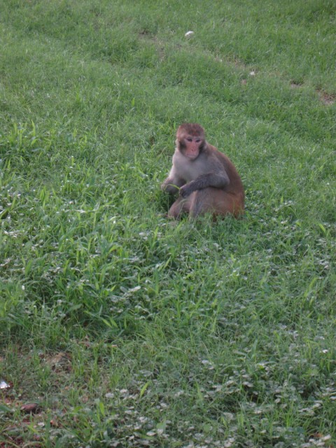 the viscious monkeys...Maarten had a couple of too close encounters, though they do have an excellent taste in glasses