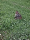 the viscious monkeys...Maarten had a couple of too close encounters, though they do have an excellent taste in glasses