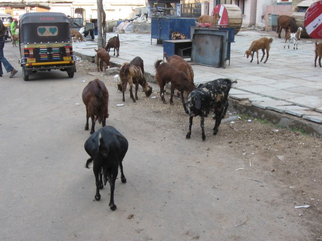 goats are the true free spirits in this country, they just hang around, without anybody caring