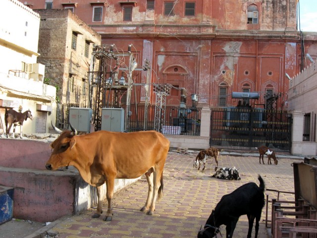 there's a fellow cow, same story, but has some holiness attributed to it