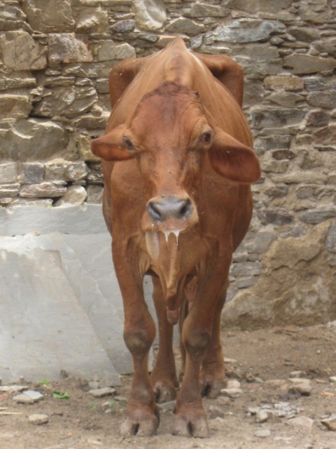 donno if this one was thirsty, sick or just plain old horny ;-)