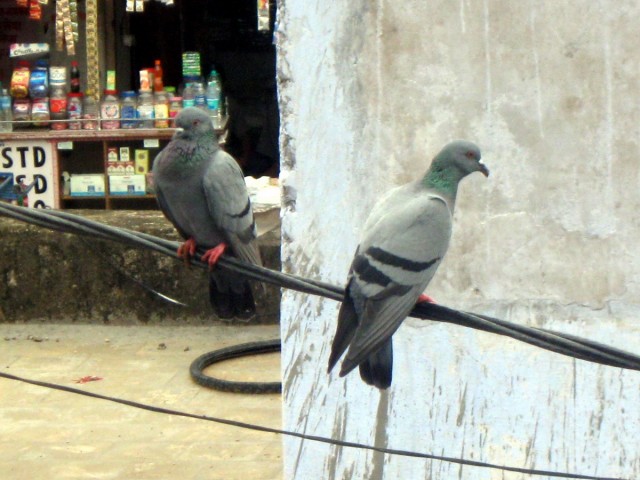 fearless pigeons