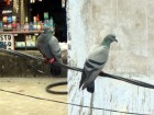 fearless pigeons