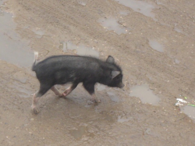 some baby swine, though not of the social kind