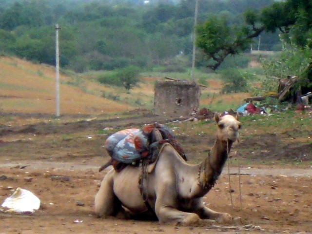 doubting between the camel and his one hump counterpart, just take it as a little excotic something