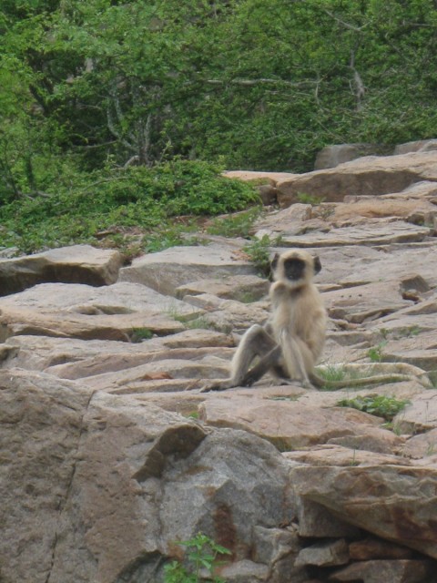 different type of monkey, as long as they stay away from Maarten, its cool