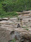 different type of monkey, as long as they stay away from Maarten, its cool