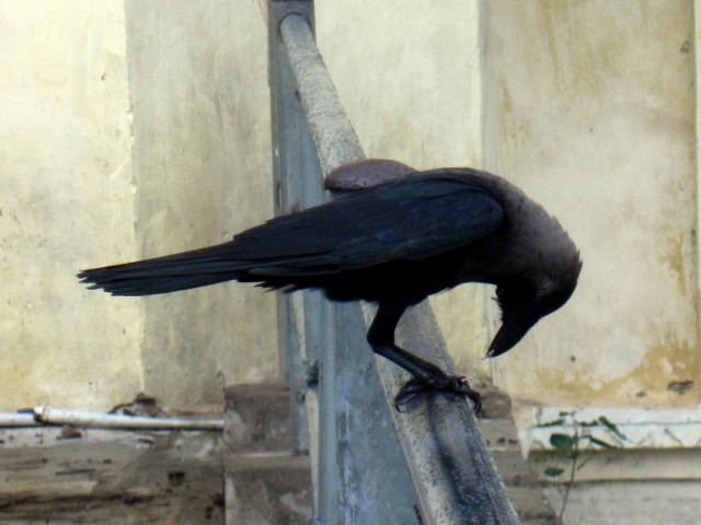 these crows were encountered around corpses of rotting animals, never fun company