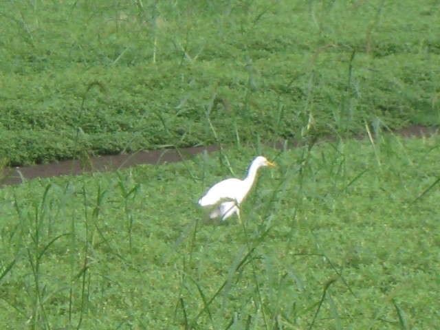 little far, is this a duck, a pelican (would be suprising...), for you to guess
