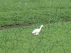 little far, is this a duck, a pelican (would be suprising...), for you to guess