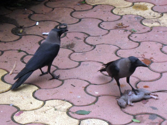 here is a little rat being consumed by some crows, India is into-the-face