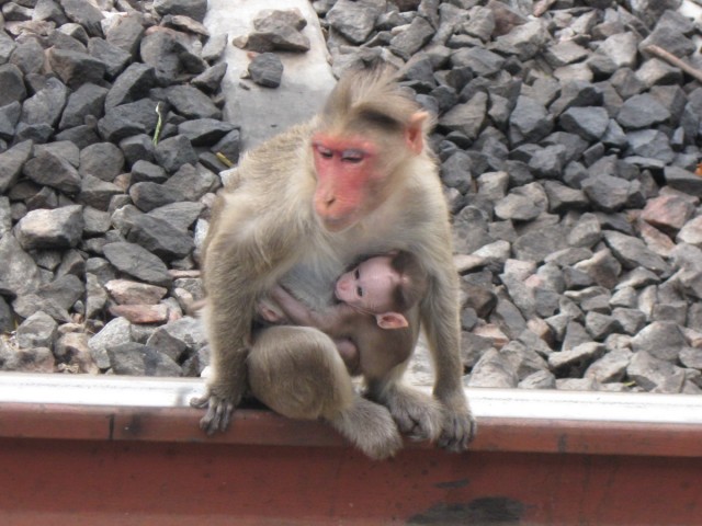 monkeys, certainly with their babies, are dangerous creatures, you just want to stay away from them