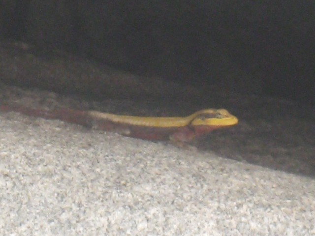 larger lizard like animal