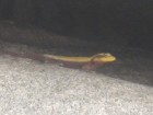 larger lizard like animal