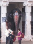 here is the famous holy elephant of Hampi, very much worshipped