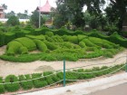 Some fine craftmanship with buxus and taxus