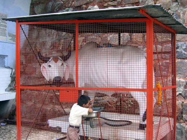 a plastic cow serves as water dispenser in New Dehli