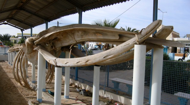 walvis botten