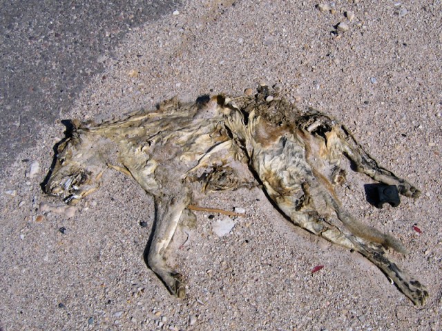 pannekoeken hond