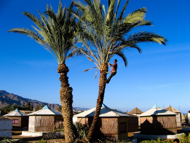 palmboom snoeien